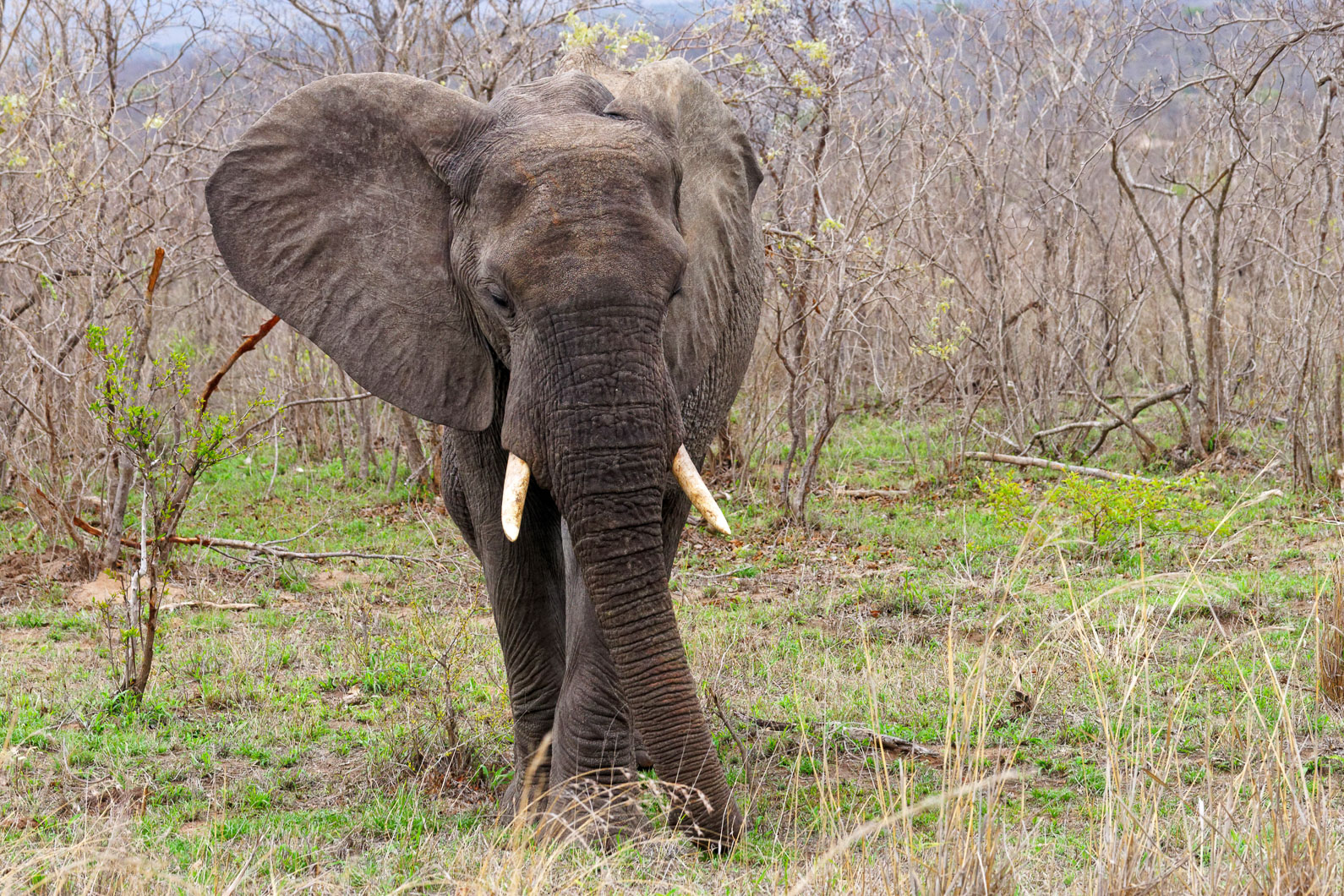 20161113 155405 Elefant